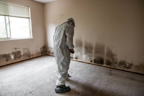 Best Attic Mold Removal  in Wallace, NC